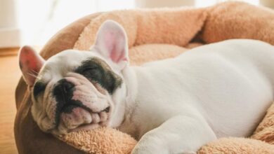Hotel New York pet-friendly hotels with city views