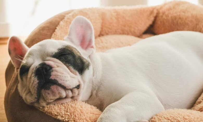 Hotel New York pet-friendly hotels with city views