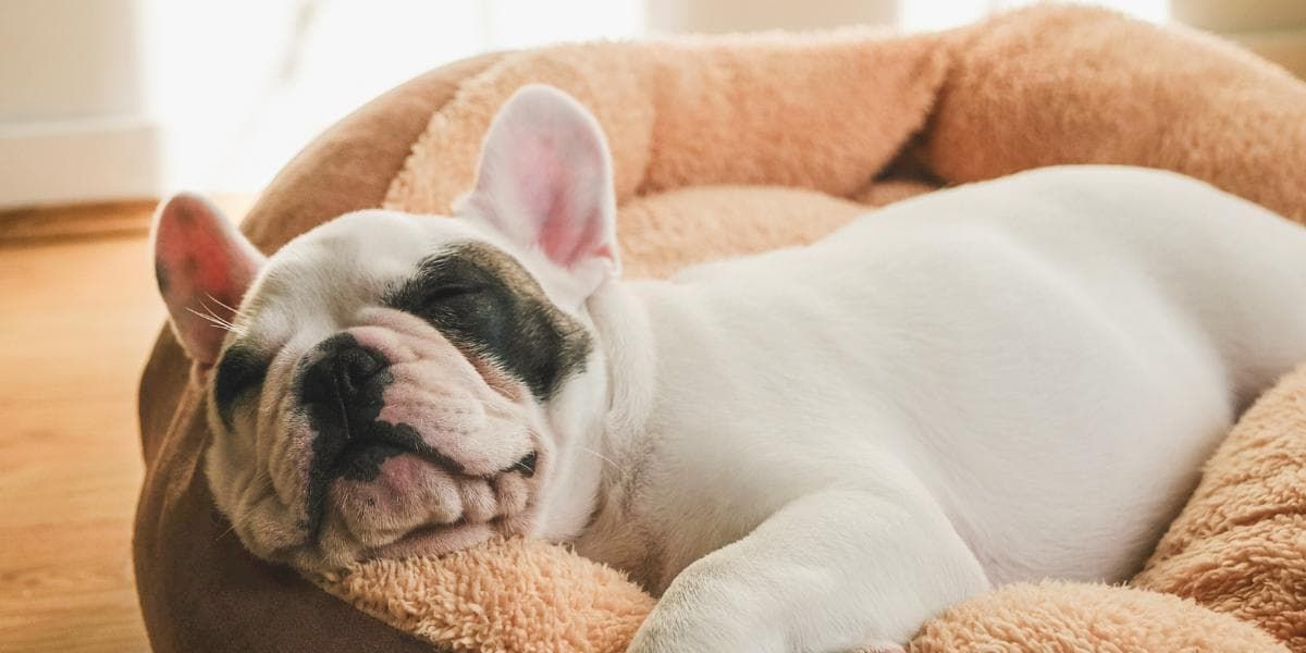 Hotel New York pet-friendly hotels with city views